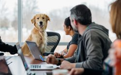 pet friendly offices